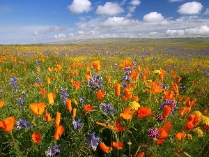 papavers, lupine, Meadow