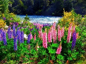 River, lupine, forest