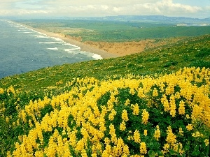 lupine, Yellow, sea, Coast
