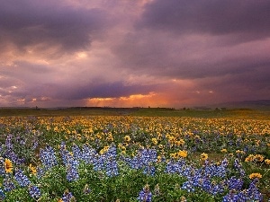 lupine, Nice sunflowers, west, sun