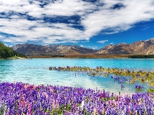 lupins, flourishing, Mountains, lake