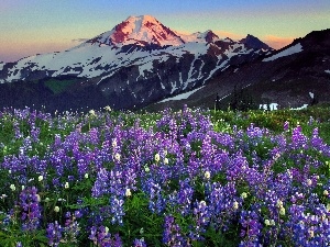 lupins, Mountains, west, sun