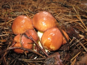 Luteus, mushrooms