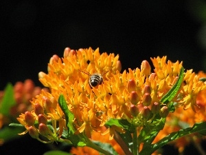 lychnis