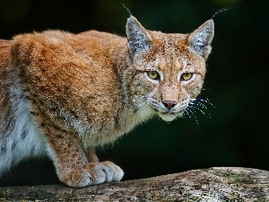 Lynx