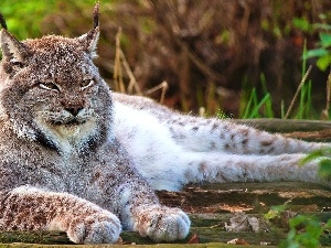 Lynx