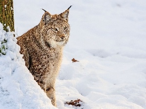 gazing, Lynx, winter