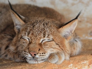 Lynx, sleepy