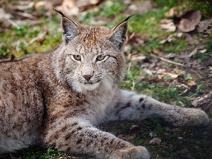 Lynx