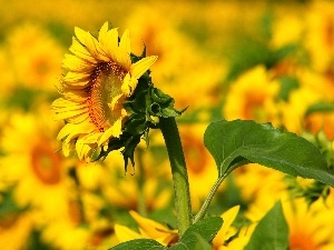 Macro, Sunflowers