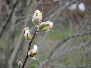Magnolia, Blooming