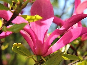 Magnolia, Pink