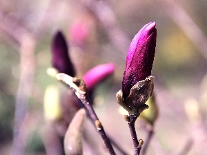 Magnolia, Violet