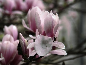 Magnolias, Pink