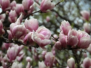 Magnolias, Pink