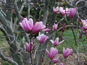 purple, Magnolias, trees