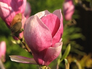 Magnolii, bud