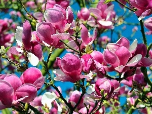Magnolii, viewes, Flowers, trees