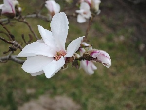 Flowers, Magnolii, White