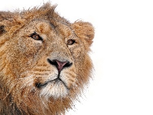 young, male, Lion