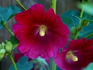 mallow, Blossoming