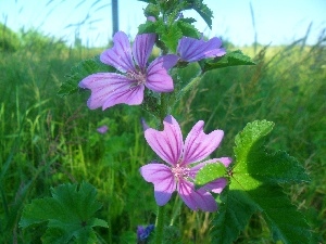 Flowers, mallow, purple