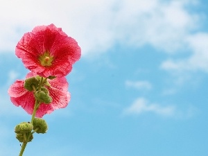 mallow, Flowers