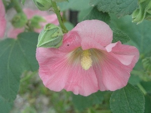 mallow, Pink