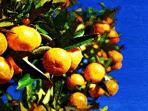 mandarin, picture