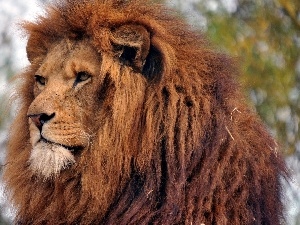 mane, Lion