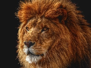 mane, Lion