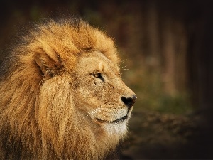 mane, Lion