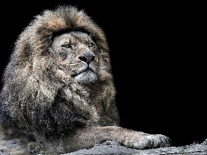 mane, Lion