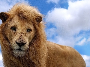 mane, Lion