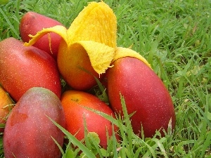 fruits, Mango, pile