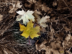 maple, leaf, autumn, Yellow