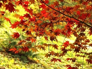 Maple Palm, autumn, Leaf