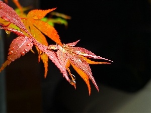 maple, Leaf
