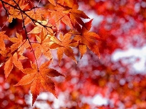 Leaf, maple, autumn
