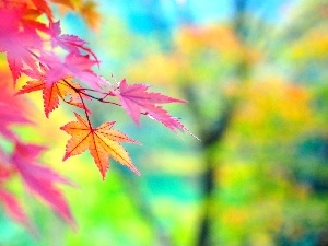 Leaf, maple, Autumn