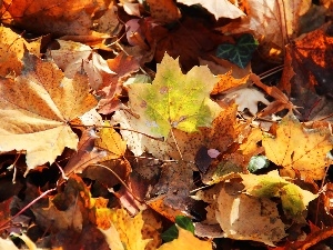 Leaf, maple, Autumn