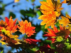Leaf, maple, color