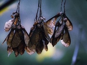 Leaf, maple, dry