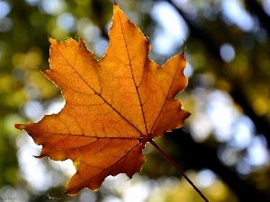 leaf, maple, Orange