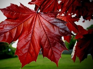 Leaf, maple, Red