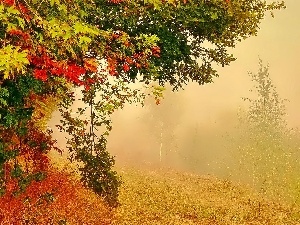 Park, maple, autumn