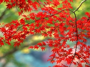 maple, Red, branch pics, Leaf