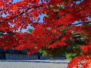 Red, maple, autumn