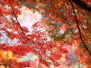 Red, maple, trees