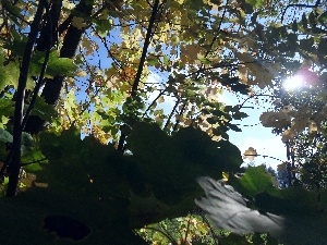 maple, light breaking through sky, Leaf